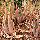 product_details::Styled image featuring the Morganite Solitaire Ring.