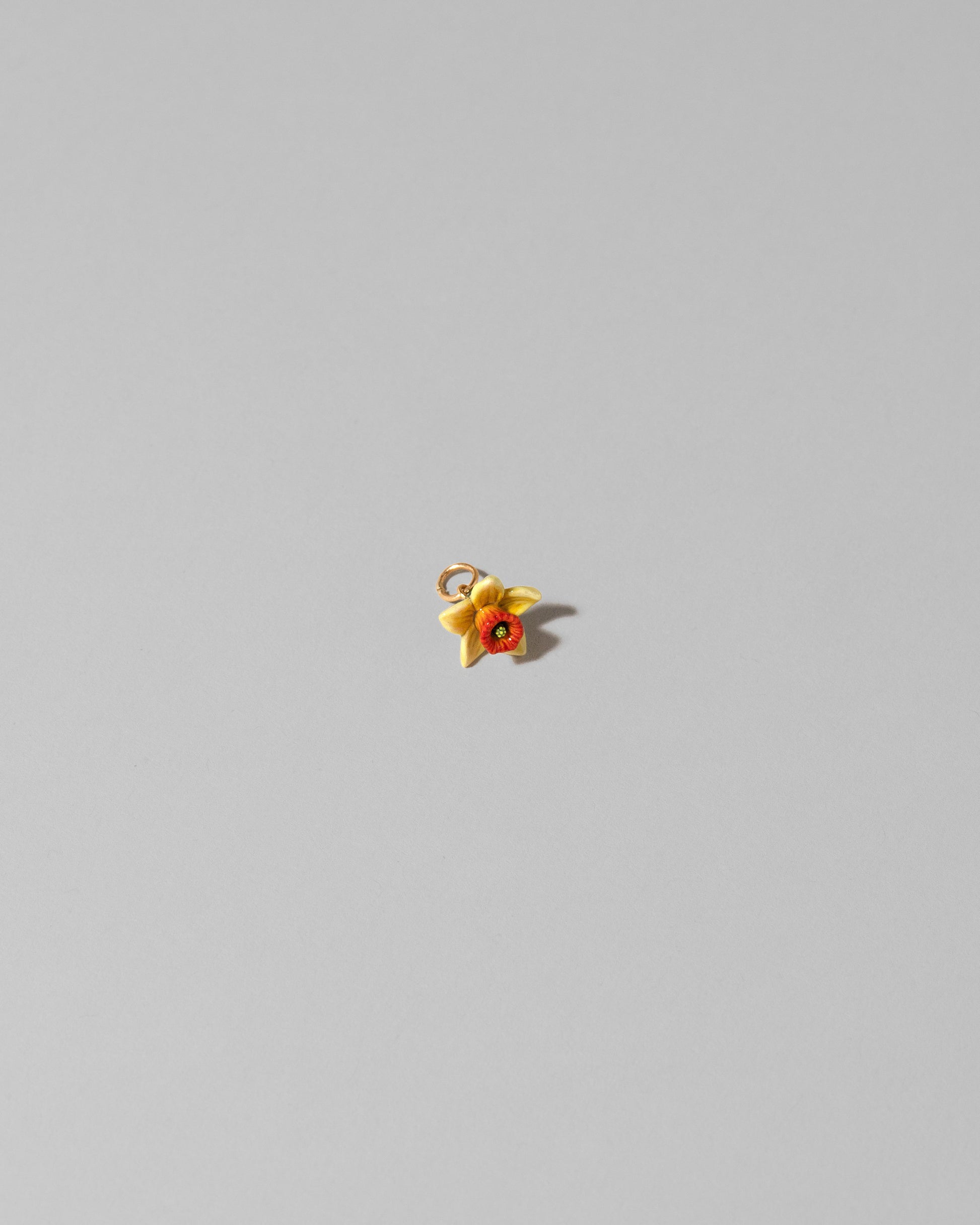 Daffodil Charm on light color background.