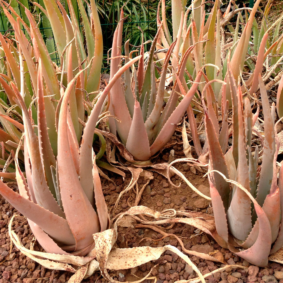 product_details::Styled image featuring the Morganite Solitaire Ring.