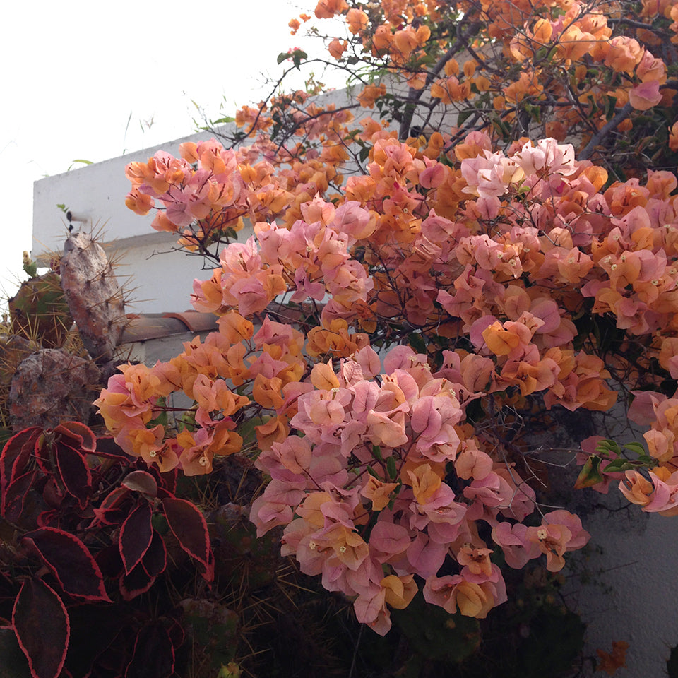 product_details::Inspiration image.