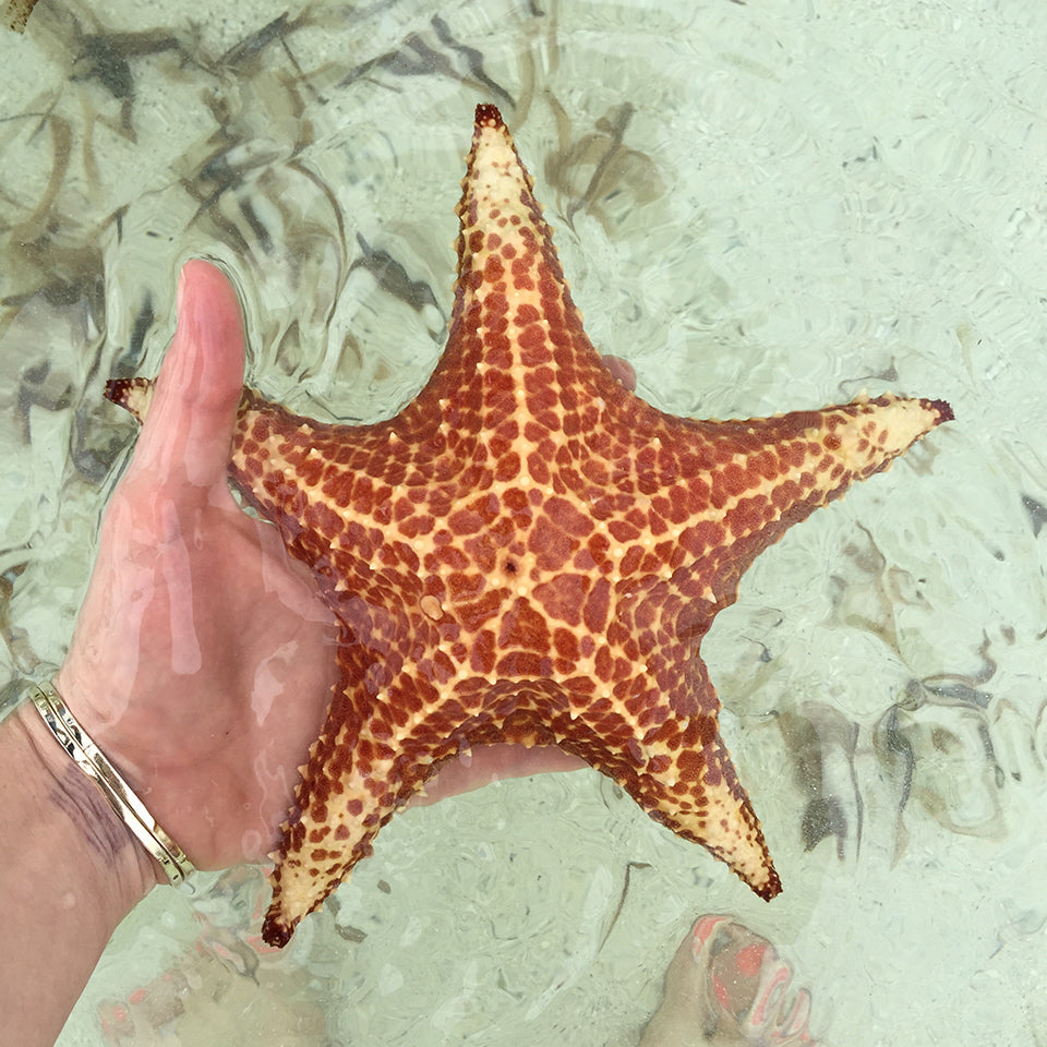 product_details::Inspiration image.