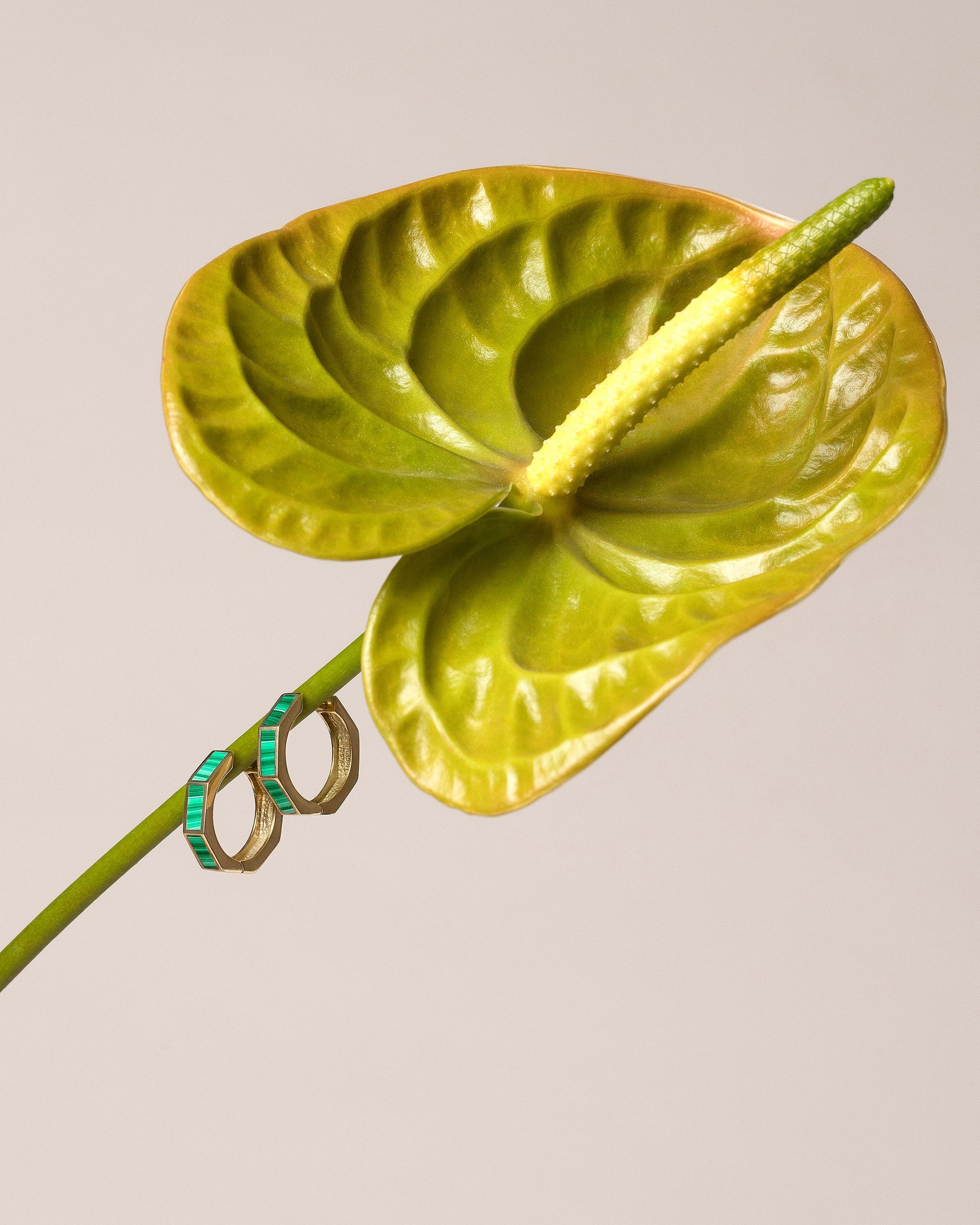  Segmented Hoops on light color background.